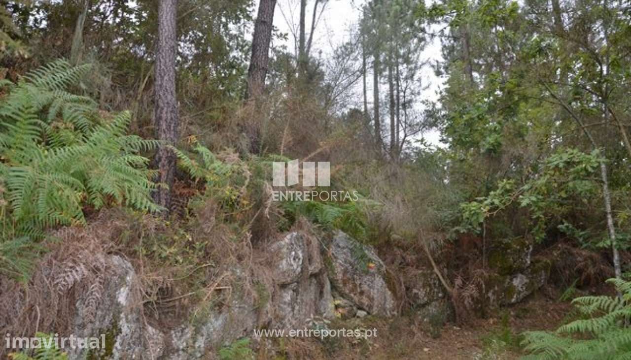 Venda Terreno, Várzea de Ovelha e Aliviada, Marco de Canaveses - Grande imagem: 5/7