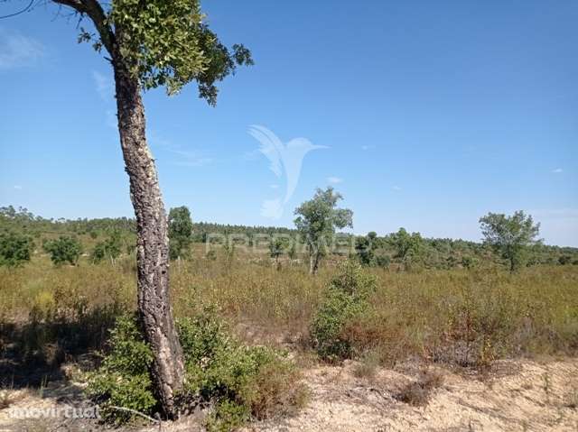 HERDADE 44 hectares em Margem, Gavião - Grande imagem: 3/16