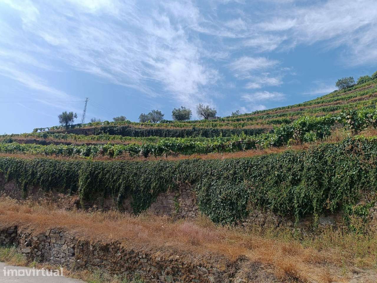 VINHA NA REGIÃO DEMARCADA DO DOURO - Grande imagem: 2/8