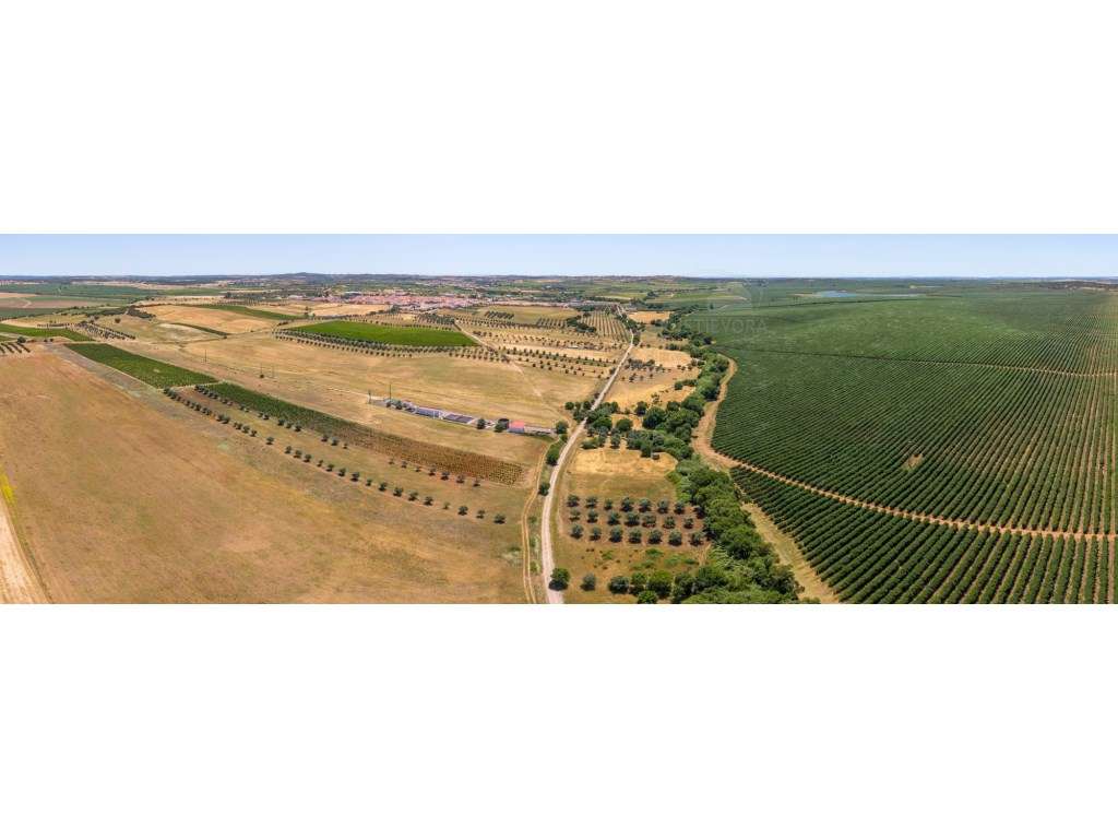 Terreno com 1,15 ha em Montoito (Redondo) | Oportunidade Agrícola e... - Grande imagem: 4/6