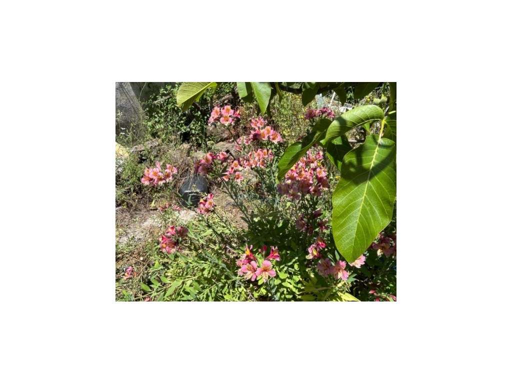 Vende-se Terreno com 990m2 e Moradia Rústica de 115m2 para Recupera... - Grande imagem: 3/16