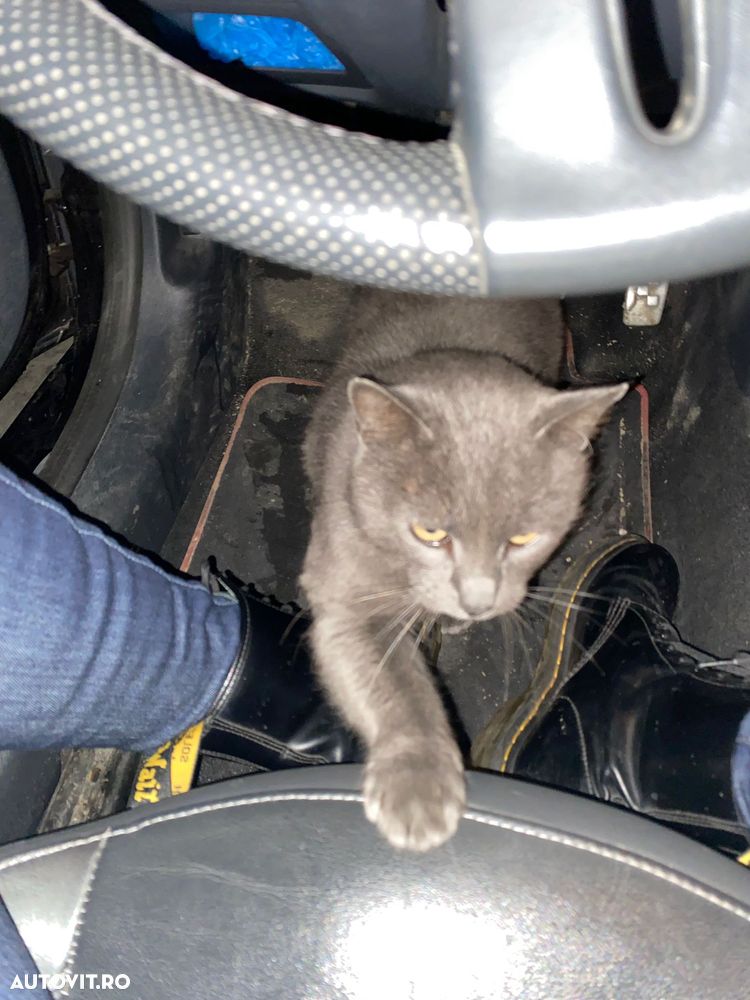 Renault Wind TCe 100 Dynamique - 8