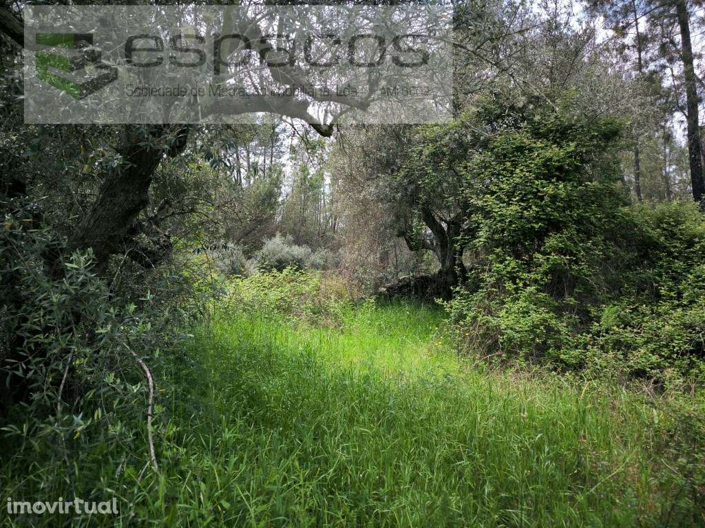 Terreno murado e com poço - Grande imagem: 5/8