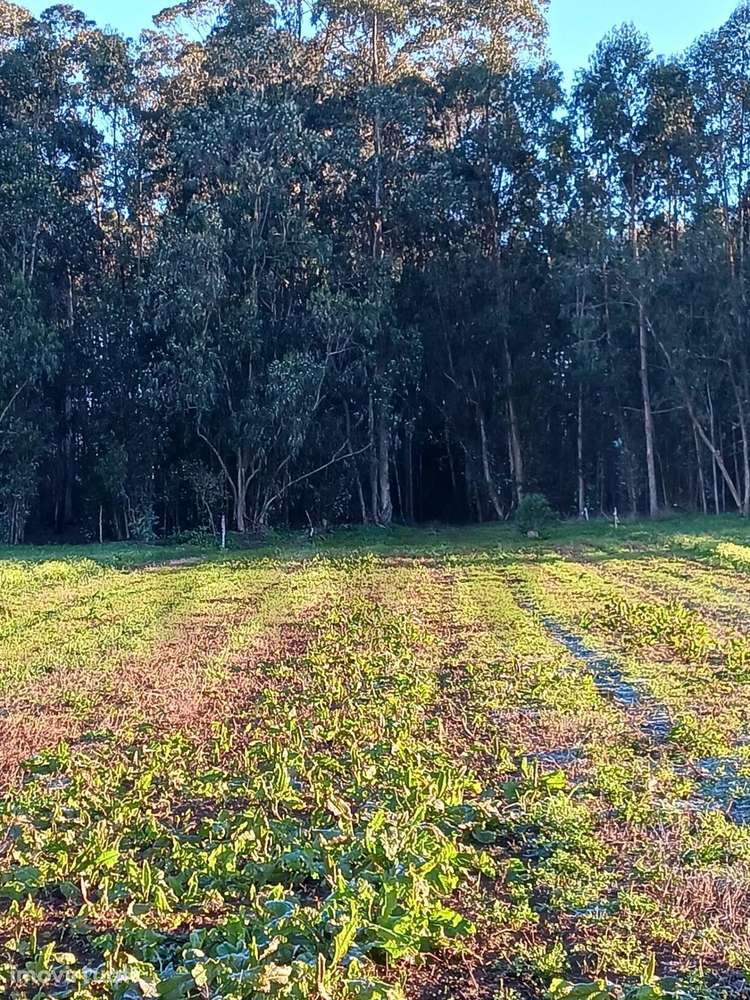 Terreno Misto plano em Guilhovai / Ovar com 4.674 m2 e Projeto aprovad - Grande imagem: 5/14