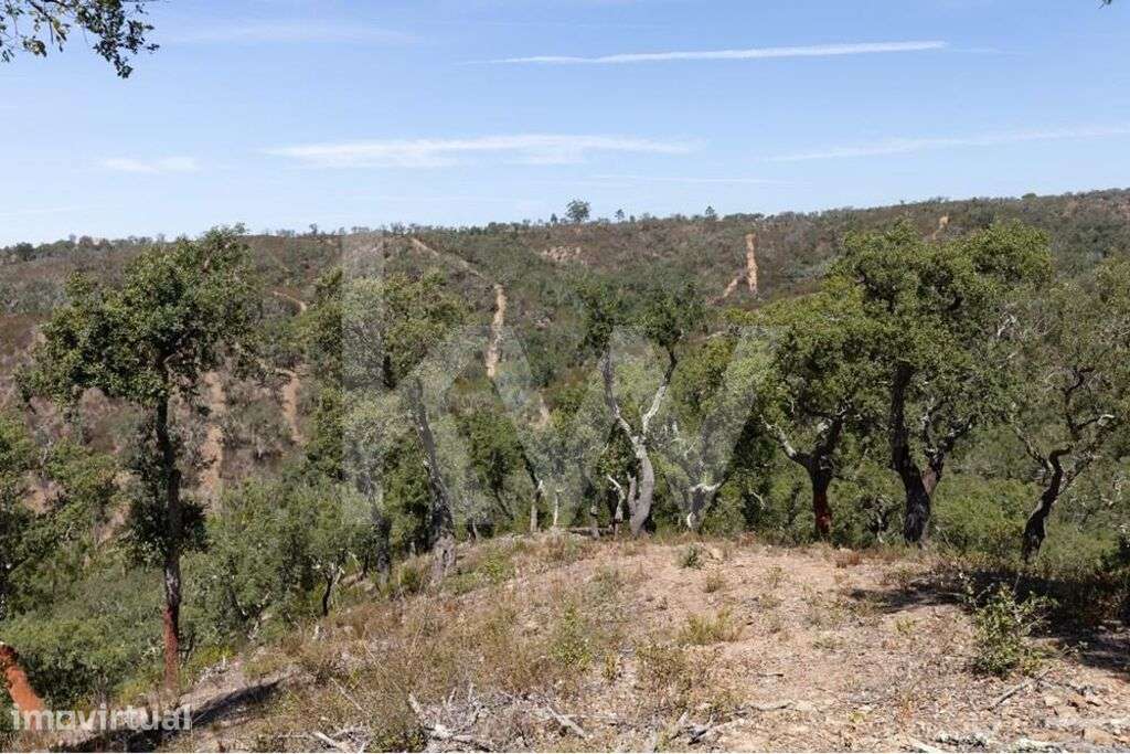 Terreno à Venda em São Francisco da Serra | 17,125 Hectares de Montado - Grande imagem: 4/21