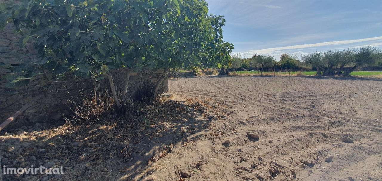 Terreno Rústico  Venda em Algodres, Vale de Afonsinho e Vilar de Amarg - Grande imagem: 3/6