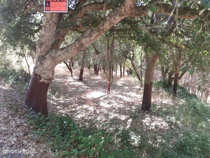 Terreno rústico e com Sobreiros - Grande imagem: 3/12