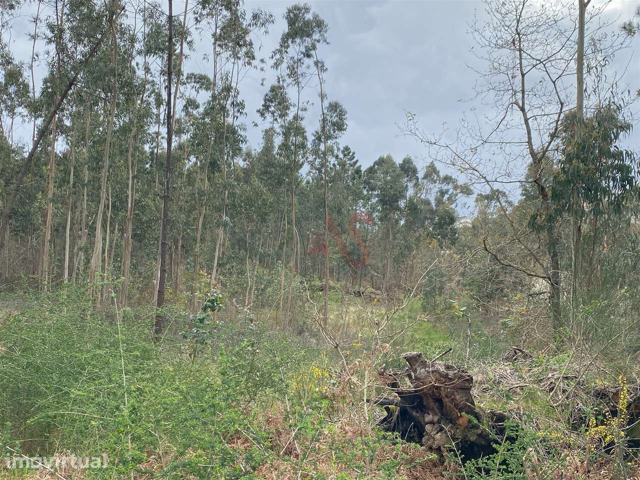 Terreno rústico com 8.000m2 em Lustosa, Lousada - Grande imagem: 5/6