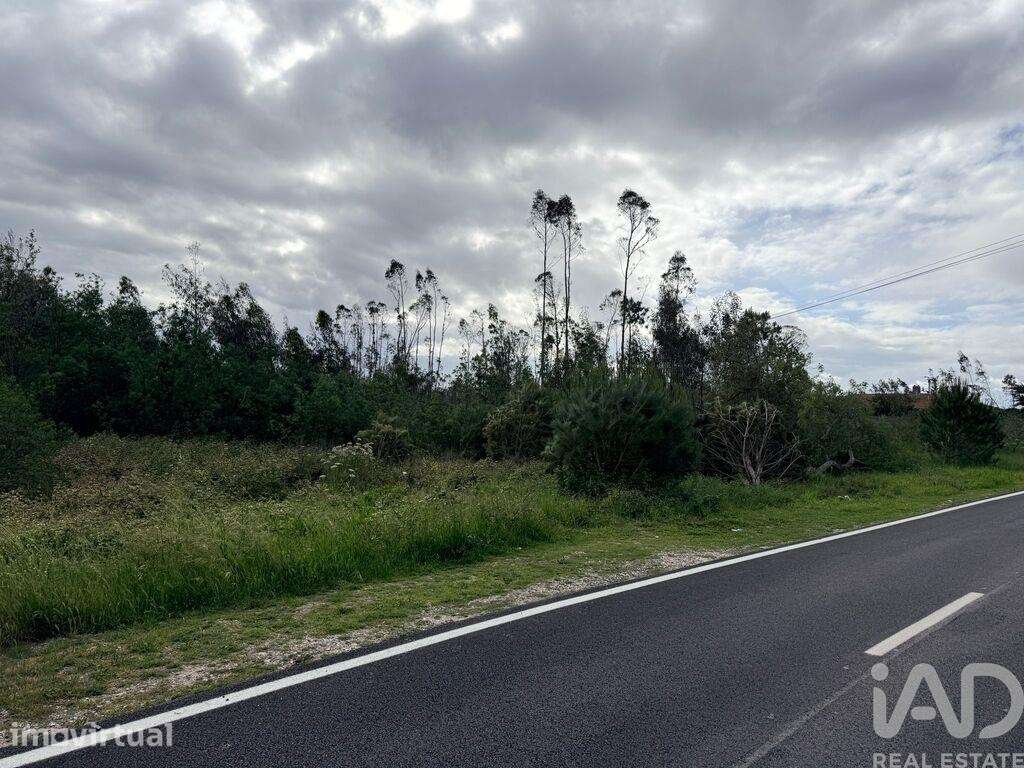 Terreno Agrícola em Marinha Grande - Grande imagem: 5/5