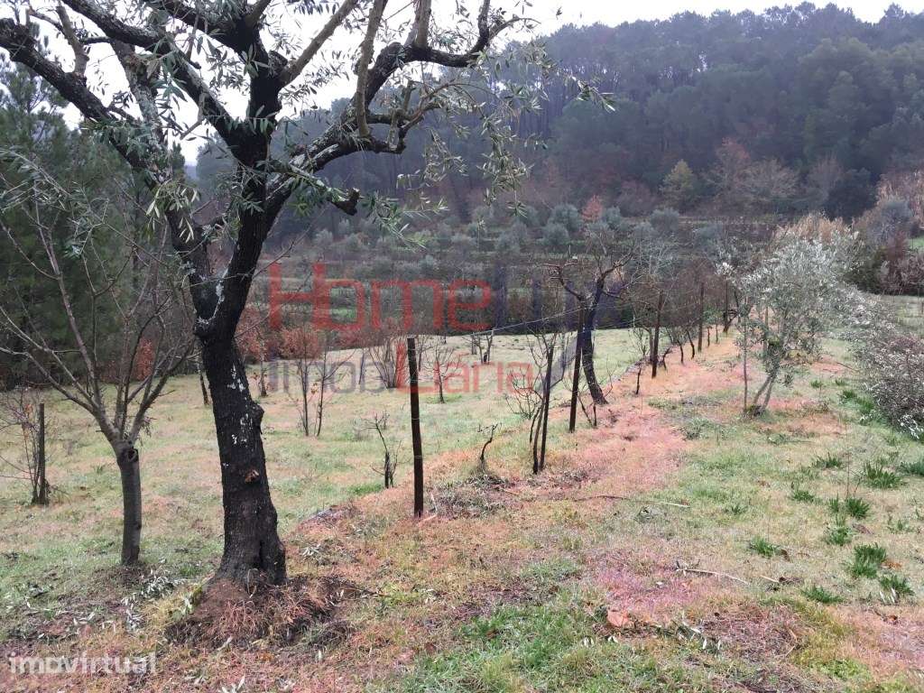 Quinta para venda em Mangualde - Grande imagem: 4/60