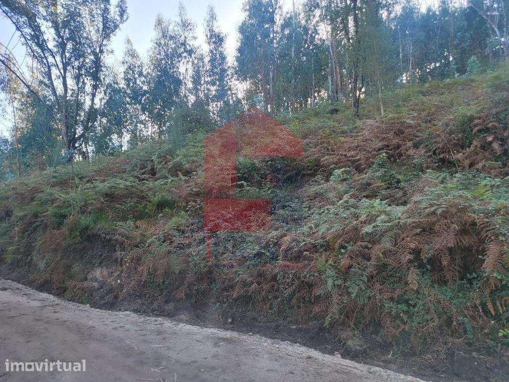 Terreno florestal, Santiago Carreiras - Grande imagem: 2/5
