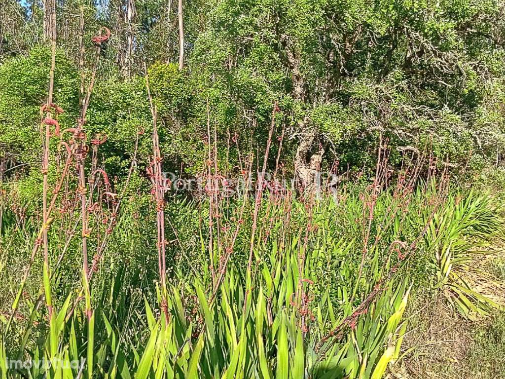 Terreno de 3.750 m² com ribeiro, a 3km das Praias Costa Vicentina, ... - Grande imagem: 3/4