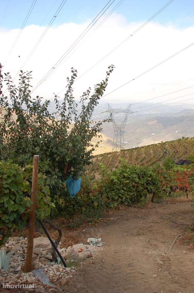 Quinta de Balteiro | Armamar | Douro | Portugal - Grande imagem: 5/60