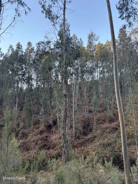 Vendo terreno e eucaliptos - Grande imagem: 5/10