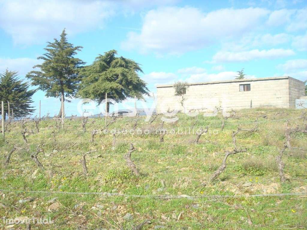 Excelente terreno agrícola em Vila nova de Foz Côa - Grande imagem: 2/12