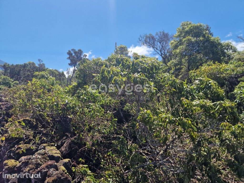Terreno com 31944m2 no Cabeço Chão na Madalena Ilha do Pico - Grande imagem: 5/15