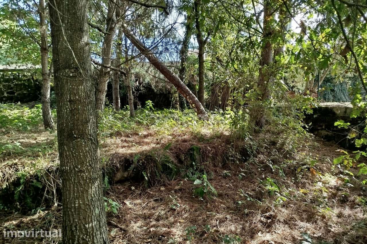 Dois lotes para construção com vários arvores de fruto, castalheiro... - Grande imagem: 2/54
