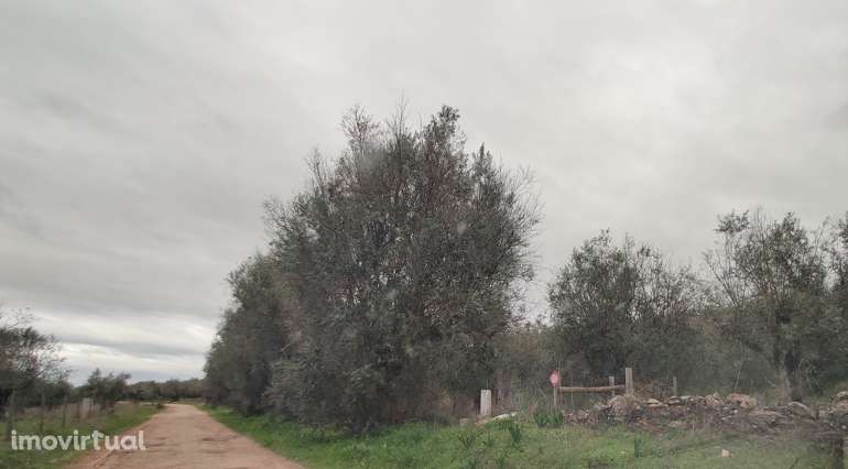 SOUSEL I terreno agrícola - Grande imagem: 3/6