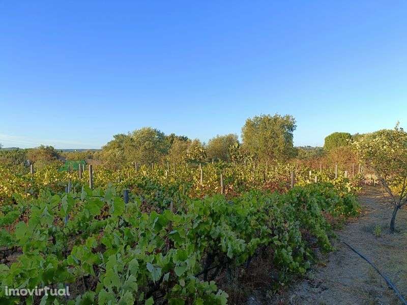 Vende-se terreno rústico - Grande imagem: 2/12