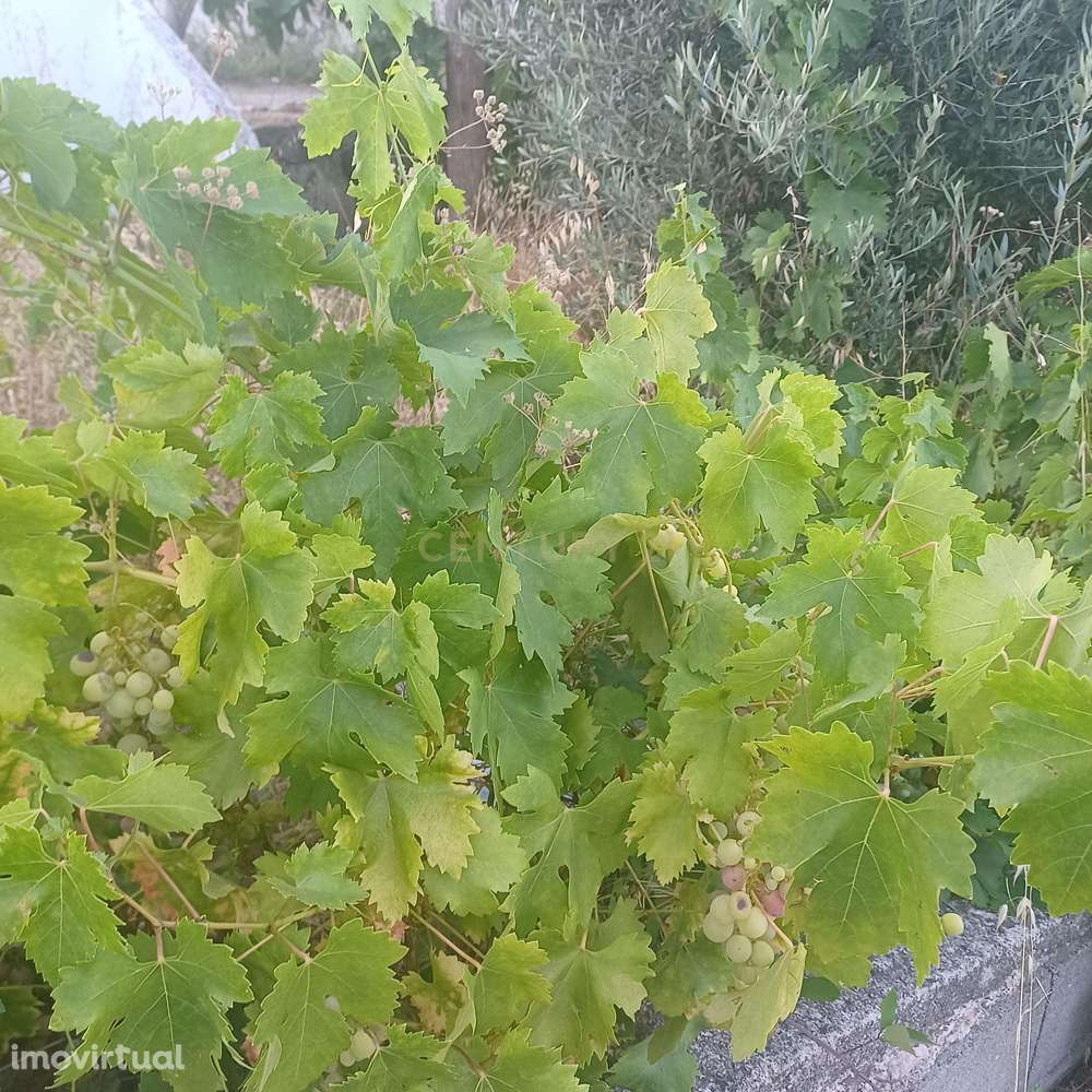 Terreno em Seda - Alter do Chão - Grande imagem: 5/12
