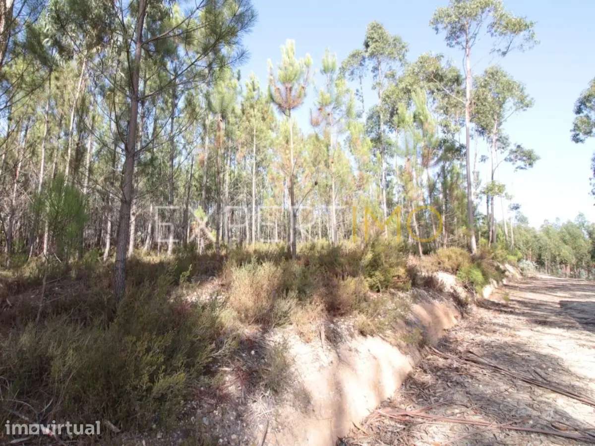 Terreno com plantação de eucaliptos e pinheiros - Ourém - Grande imagem: 5/5