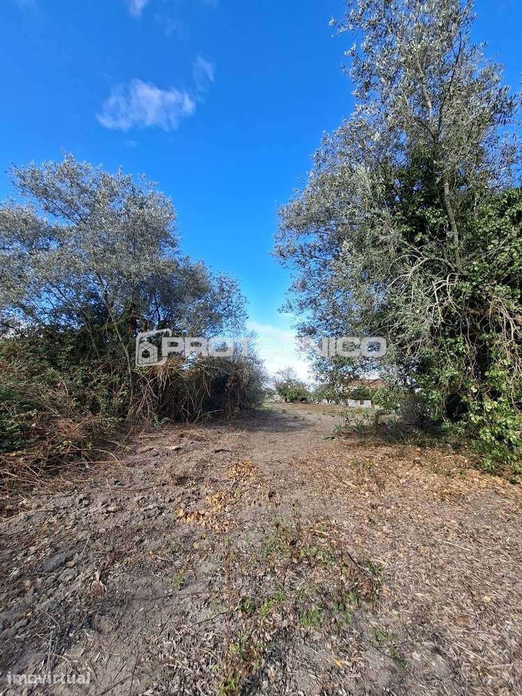 Moradia para Reabilitar - 2.000 m² de Terreno - Grande imagem: 4/4
