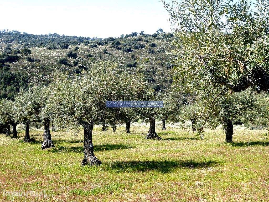 51.000m2 Olival, com Pombal. Figueira de Castelo Rodrigo. Portugal,... - Grande imagem: 4/9