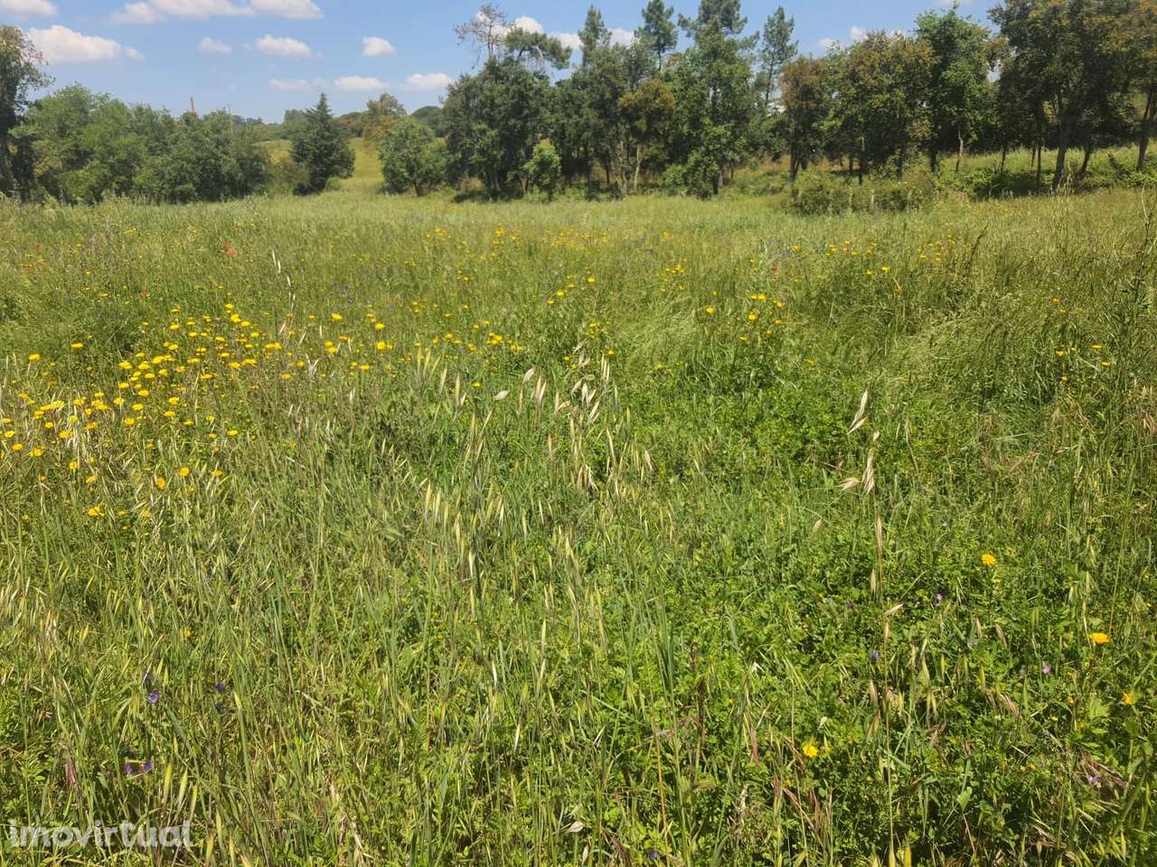 Quintinha perto de Tomar, com Ruína, poços, floresta - Grande imagem: 5/23
