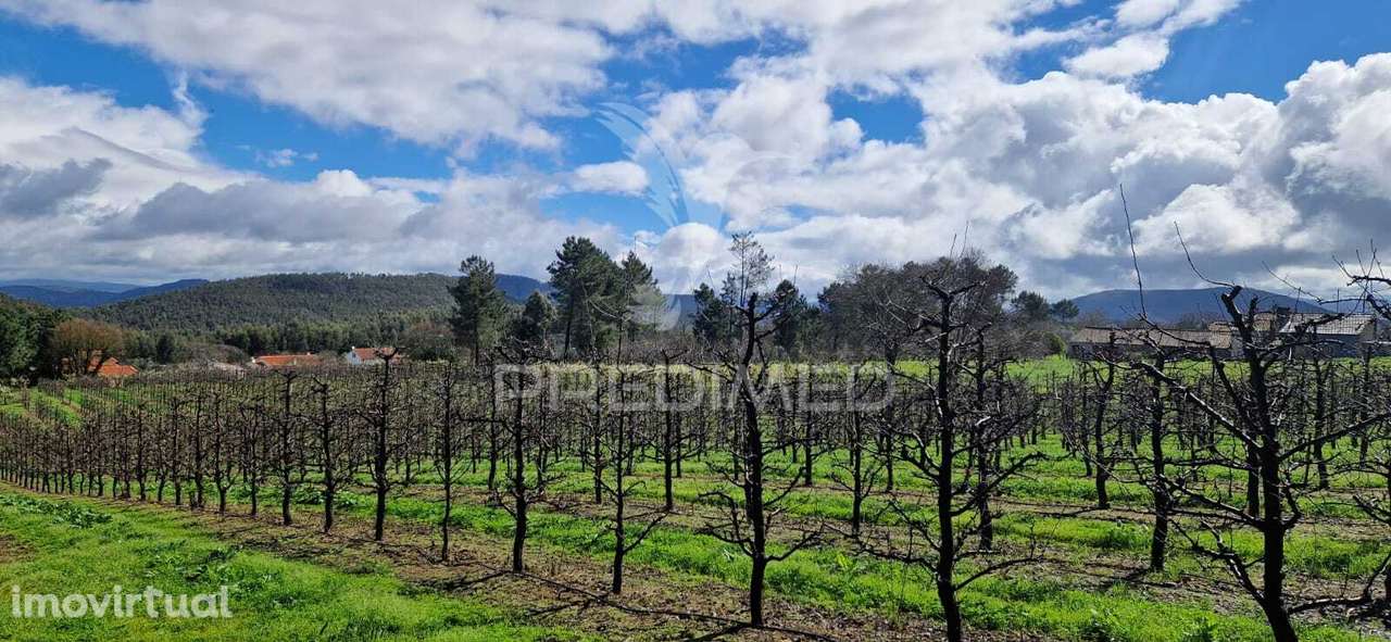 Fantástico terreno com árvores de fruto - Grande imagem: 2/11