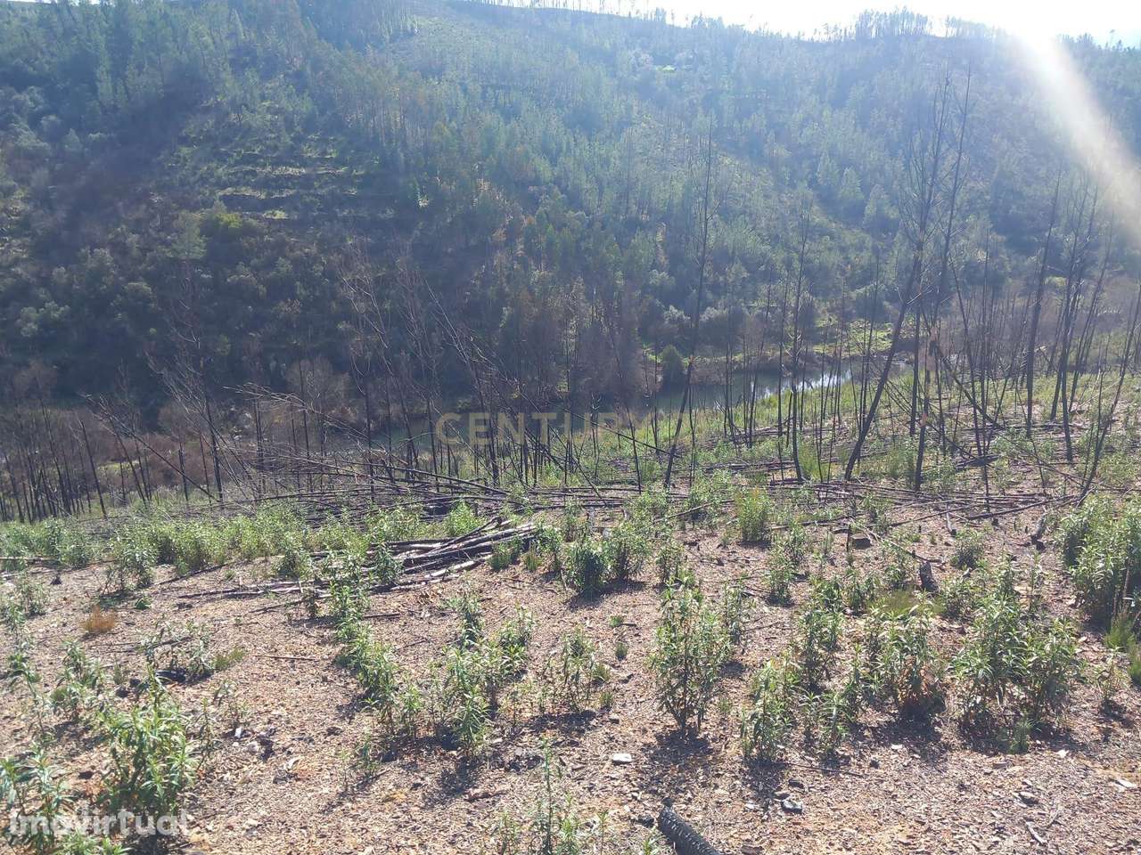 Terreno Rustico com 6220m2 Sobrainho da Ribeira-Sarzedas - Grande imagem: 4/17