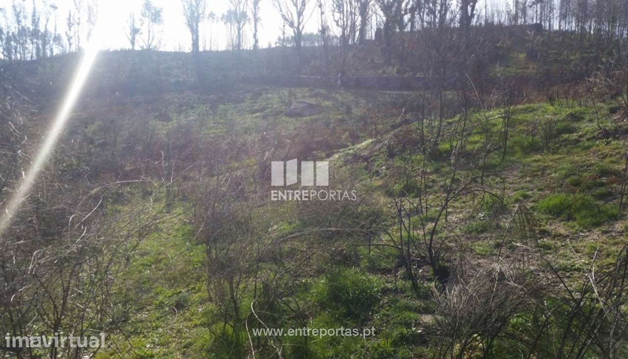 Venda Terreno, Frente Estrada, Manhuncelos, Marco de Canaveses - Grande imagem: 3/8