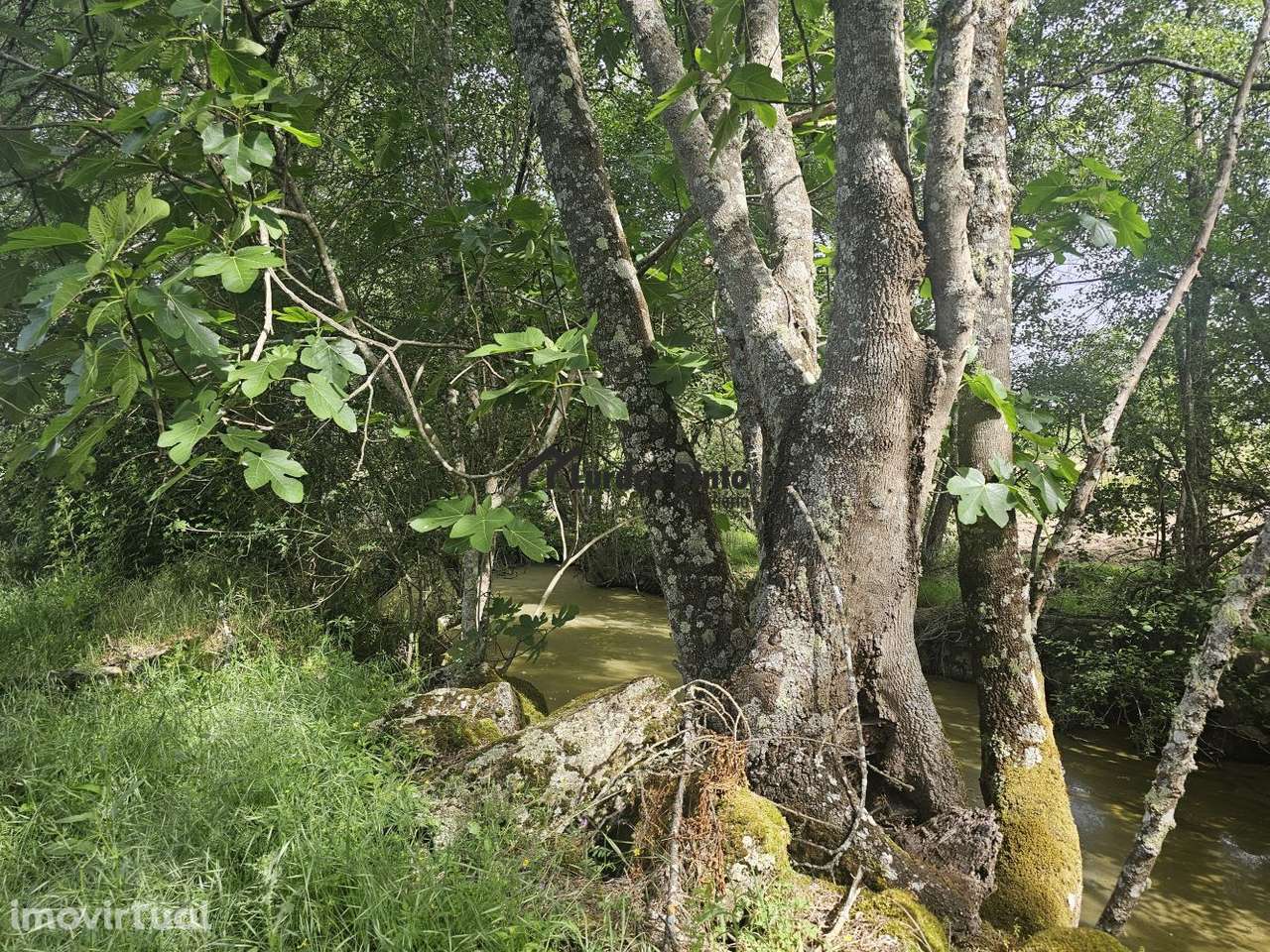 Quinta à beira do Rio Ocreza - Grande imagem: 4/31