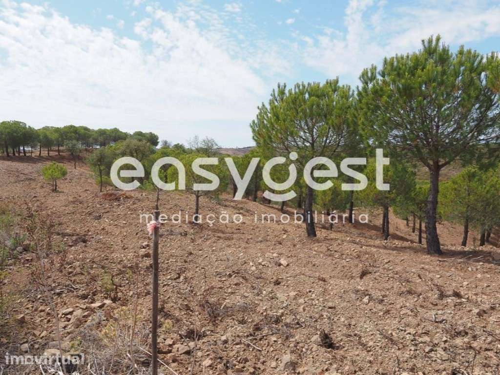 Terreno agrícola com pinheiros, oliveiras e sobreiros em Atalaias - Grande imagem: 5/22