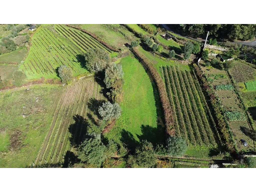 Terreno Rústico 2 300 m² - Cepões - Ponte de Lima - Grande imagem: 3/6