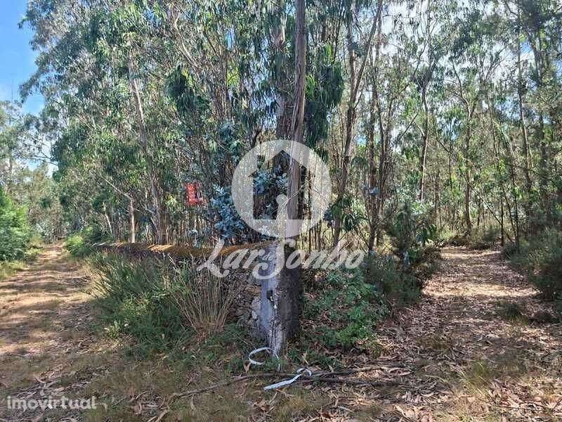 Bouça com 6.0.000m2 em Fradelos - Grande imagem: 2/12