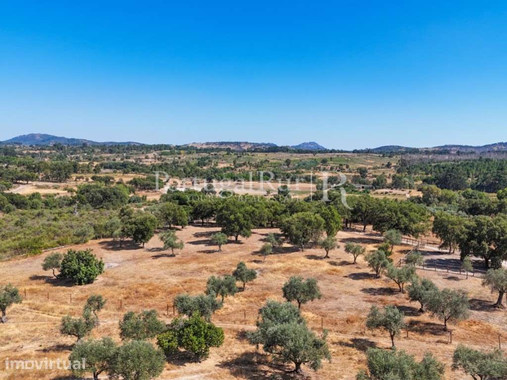 Quinta Equestre com 8 Hectares e Olival Tradicional na Beira Baixa - Grande imagem: 4/60