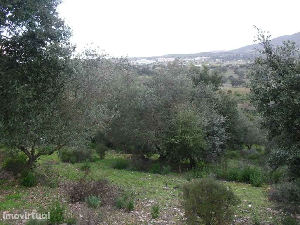 Terreno - Olival = Novo Preço!! - Grande imagem: 3/11