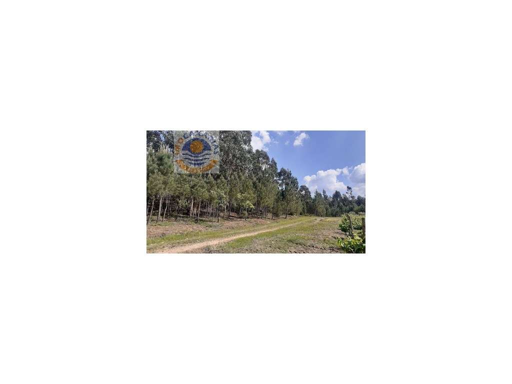 Terreno com pinhal - Grande imagem: 4/4