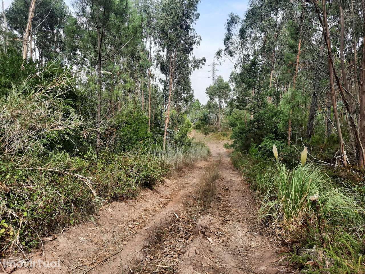 Terreno Rústico  VALE DE LOBOS - SINTRA - Grande imagem: 3/14