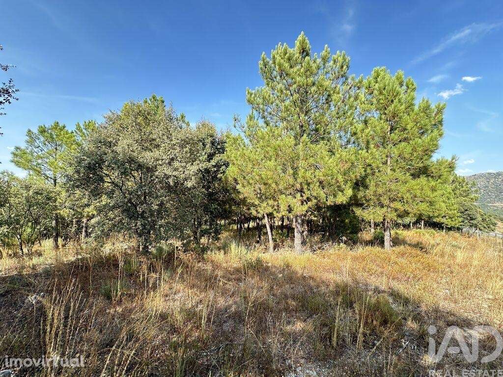 Terreno em Açores e Velosa de 49492,00 m2 - Grande imagem: 4/10