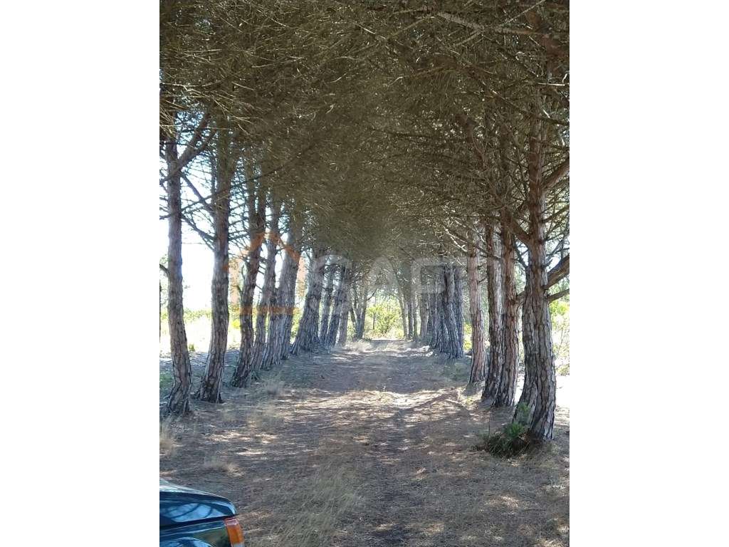 Herdade com 276 ha, enorme potencial para investidores! - Grande imagem: 4/26