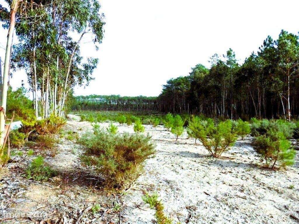 Terreno misto em Pataias e Martingança - Grande imagem: 3/23