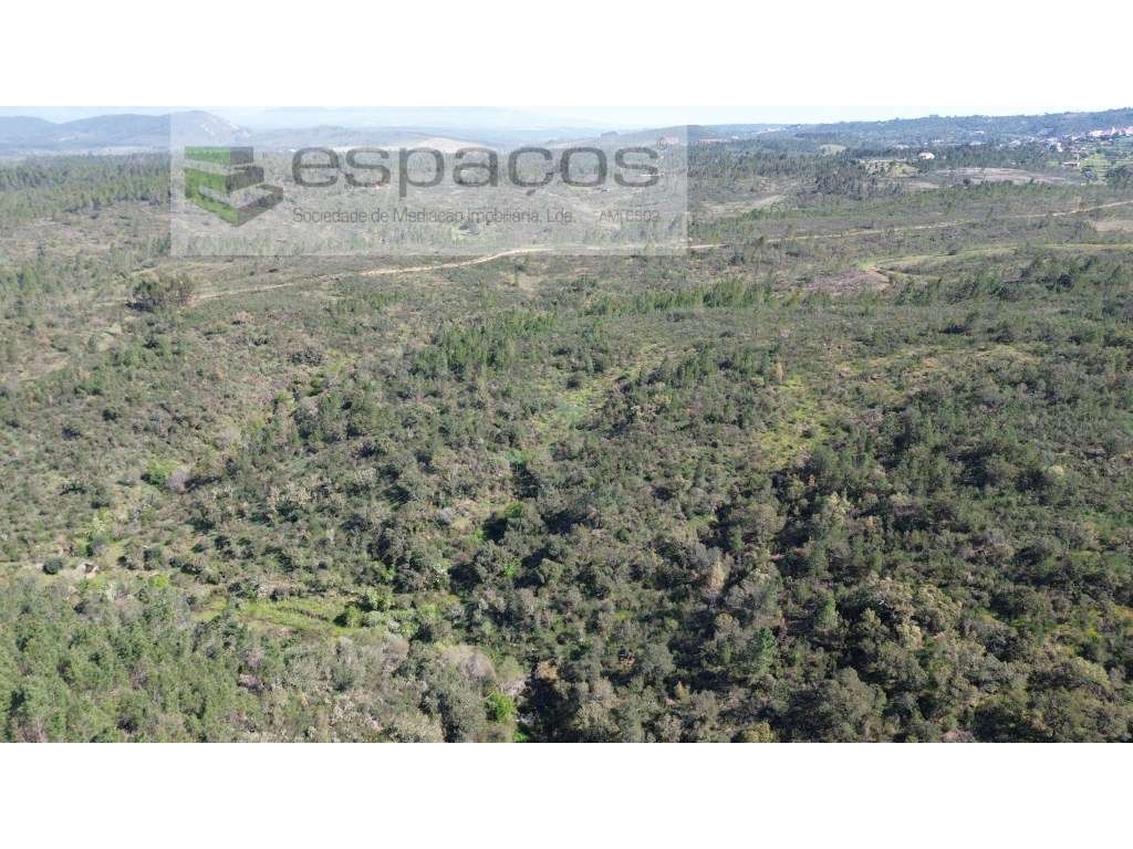 Terreno com azinheiras e pinhal - Salgueiro do Campo - Grande imagem: 2/7
