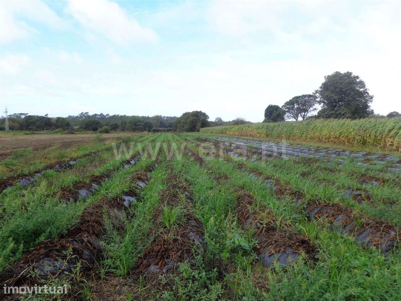 Terreno agrícola em Belinho, Esposende - Grande imagem: 2/5
