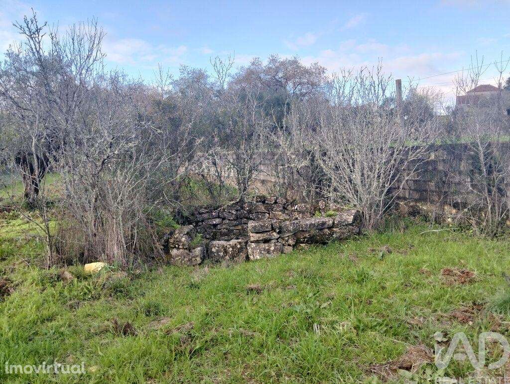 Terreno Agrícola em Chãos - Grande imagem: 2/16