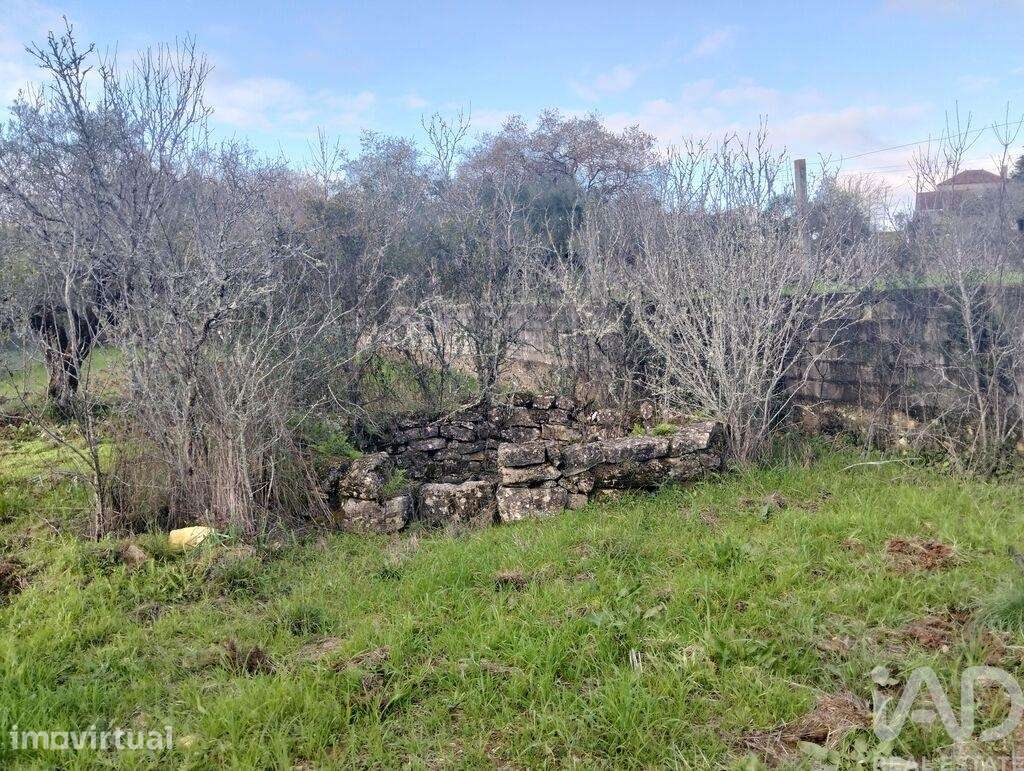 Terreno Agrícola em Chãos - Grande imagem: 2/16