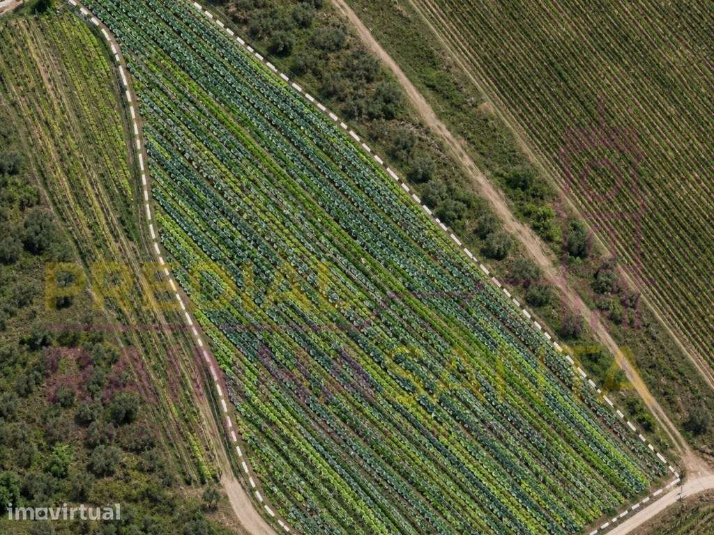 Terreno rústico com 3,5 hectares, furo e sistema de rega em Casalin... - Grande imagem: 3/7