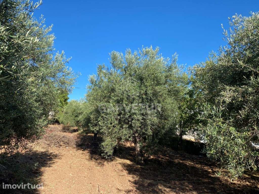 Lote de Terreno urbano no centro Salir, Loulé, Algarve - Grande imagem: 2/13