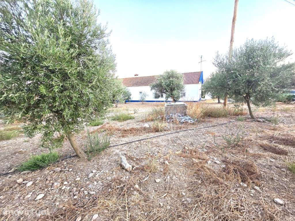 Quintinha de 12.315 m² com Monte T3, Olival, Horta e Árvores de Fruto - Grande imagem: 3/52