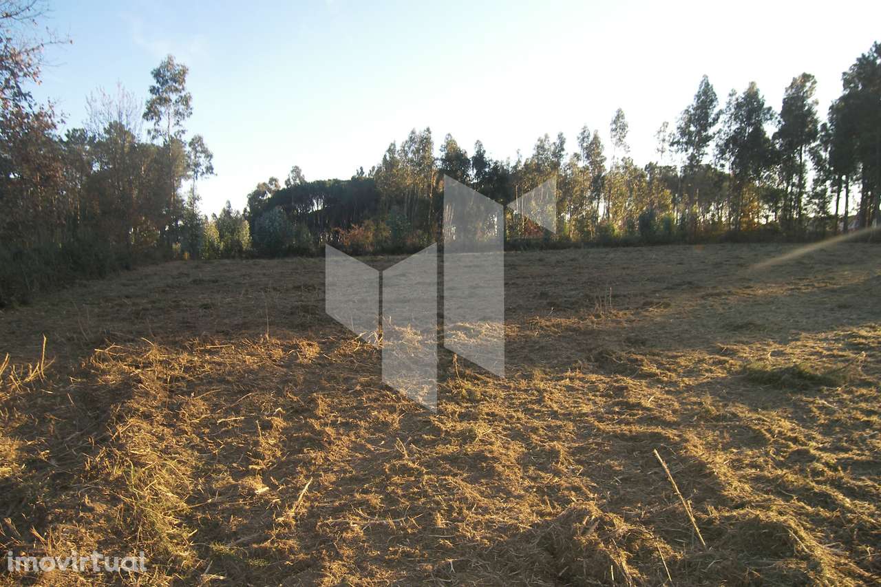 Terreno Para Construção  Venda em Currelos, Papízios e Sobral,Carregal - Grande imagem: 2/9